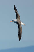 Black-browed Albatross