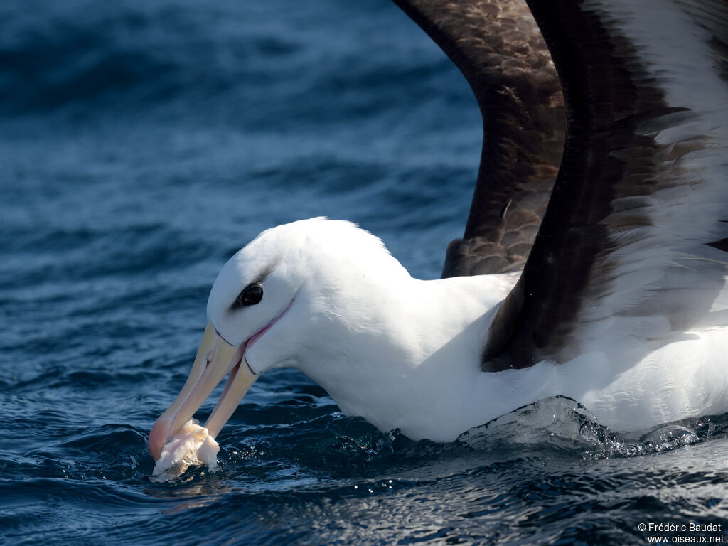 Black-browed Albatrossadult, close-up portrait, swimming, eats