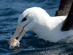 Black-browed Albatross