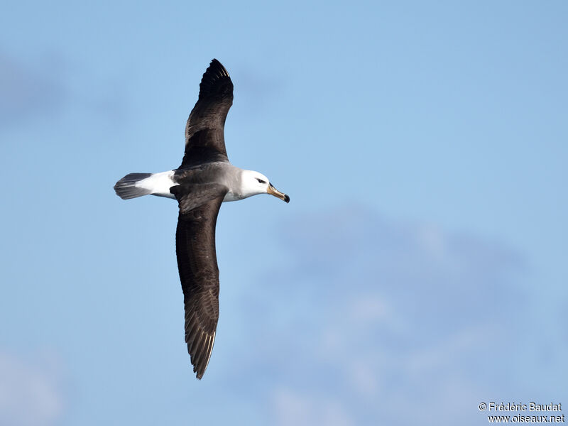 Albatros à sourcils noirsimmature, Vol