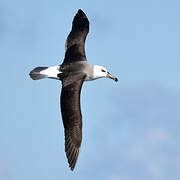 Black-browed Albatross