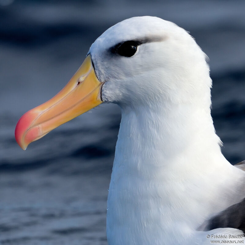 Albatros à sourcils noirsadulte, portrait, nage