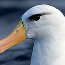 Albatros à sourcils noirs