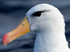 Albatros à sourcils noirs