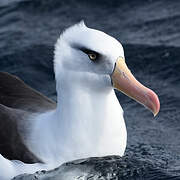 Albatros de l'île Campbell