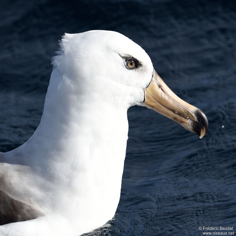 Campbell Albatrossimmature, close-up portrait, swimming