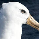 Albatros de l'île Campbell