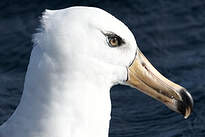 Albatros de l'île Campbell