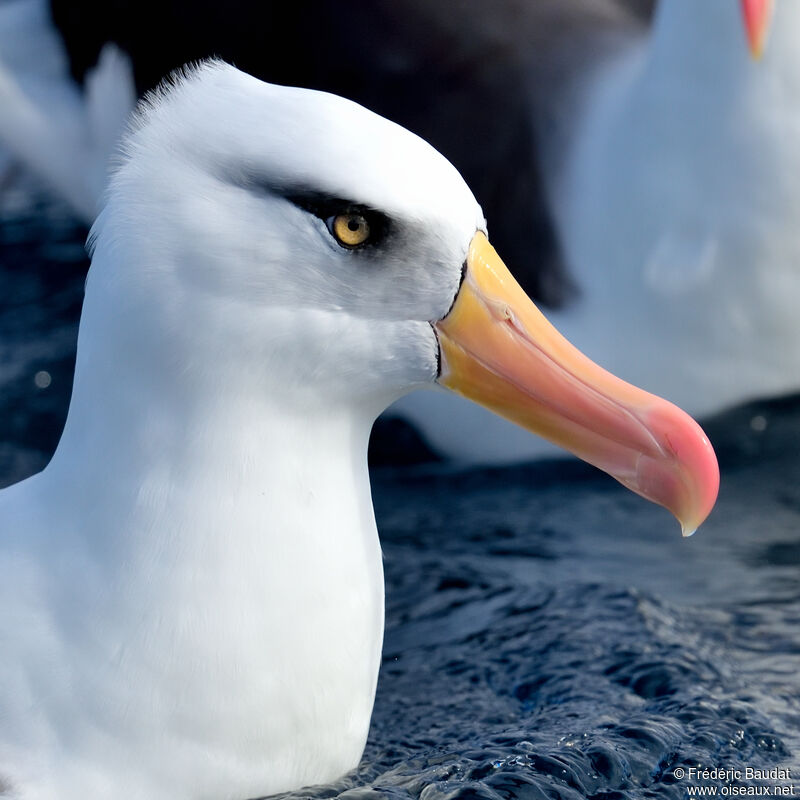 Albatros de l'île Campbelladulte, portrait, nage