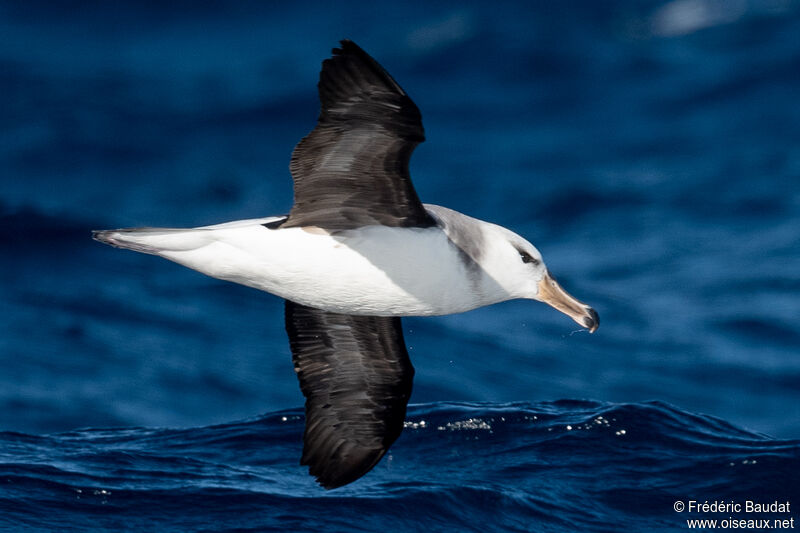Albatros de l'île Campbell2ème année, Vol