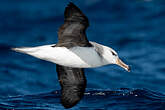 Albatros de l'île Campbell