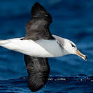 Albatros de l'île Campbell