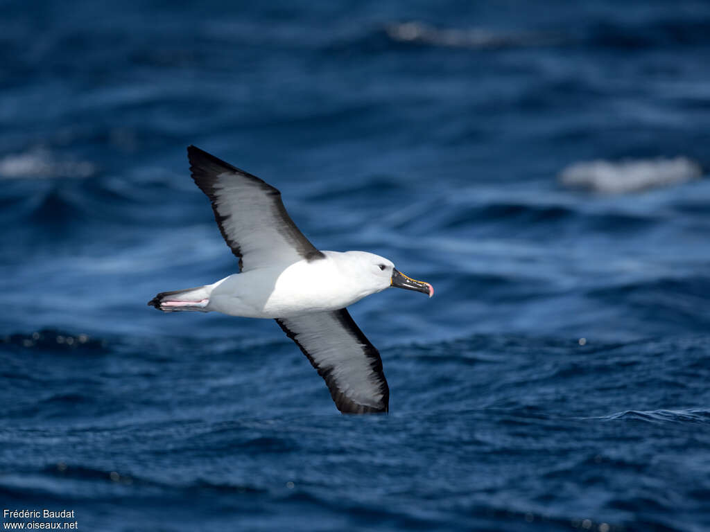 Indian Yellow-nosed Albatrossadult, identification