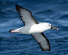 Albatros de l'océan indien