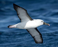 Indian Yellow-nosed Albatross