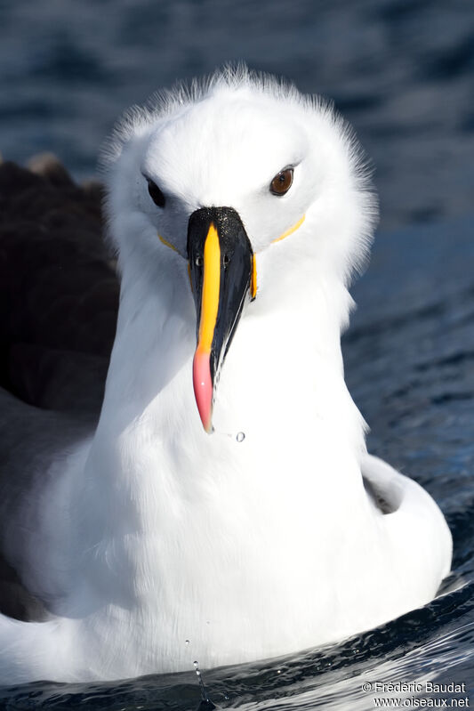 Albatros de l'océan indienadulte, portrait, nage