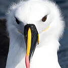 Albatros de l'océan indien