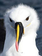 Indian Yellow-nosed Albatross