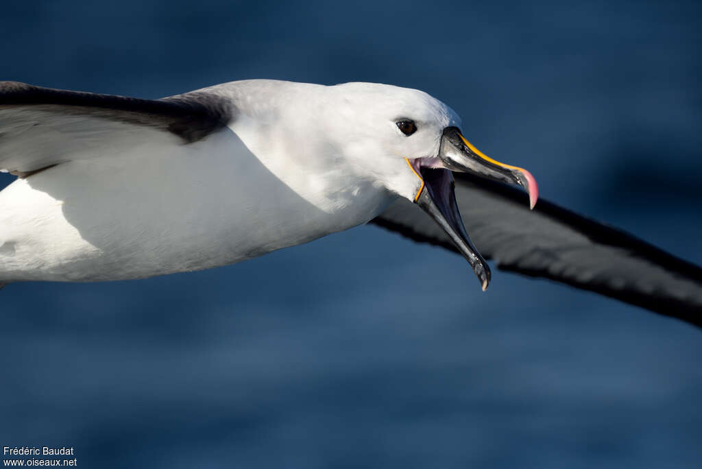 Indian Yellow-nosed Albatrossadult, close-up portrait, Flight