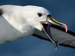 Indian Yellow-nosed Albatross