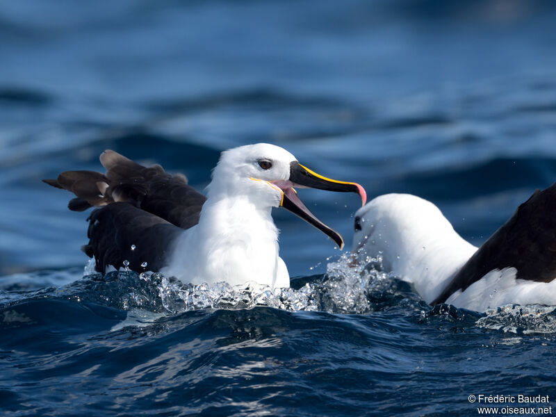 Albatros de l'océan indienadulte, nage