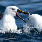 Albatros de l'océan indien