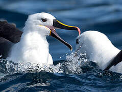 Indian Yellow-nosed Albatross