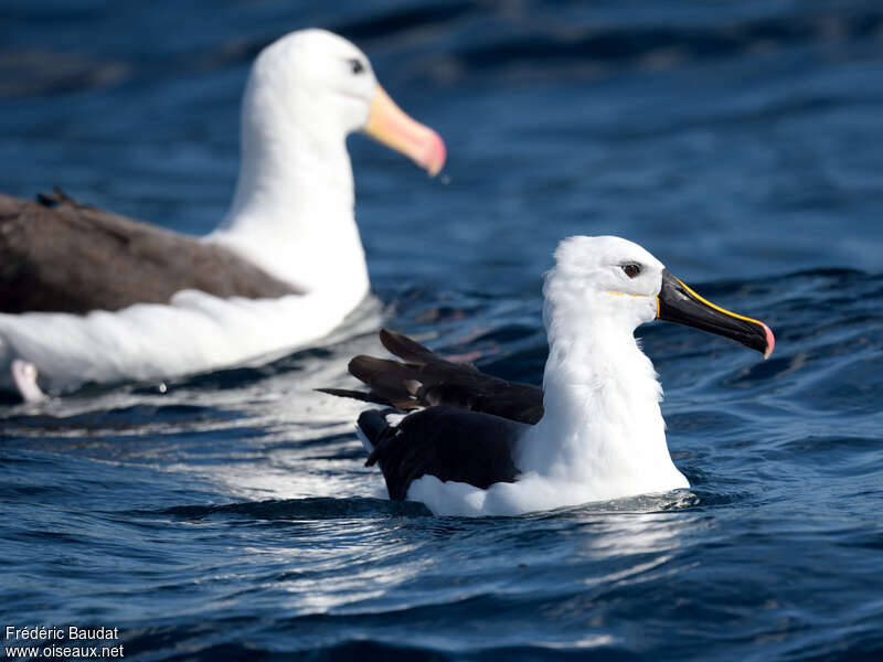 Albatros de l'océan indienadulte, portrait, nage