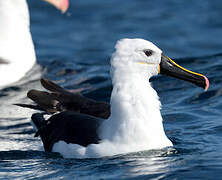 Albatros de l'océan indien