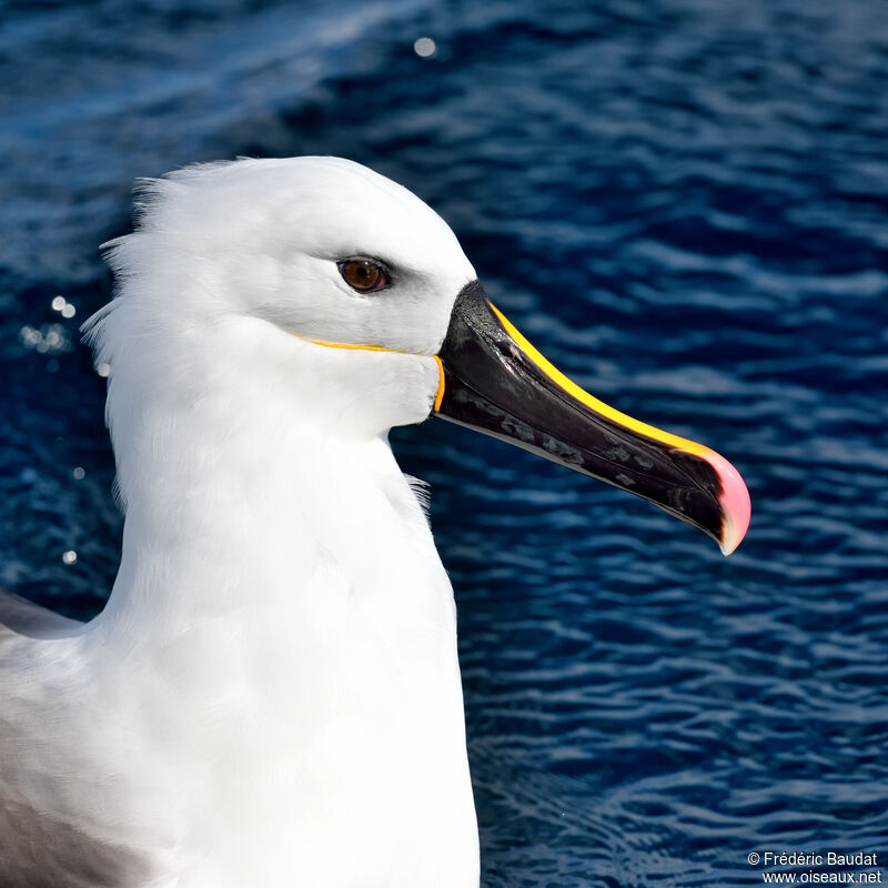 Indian Yellow-nosed Albatrossadult, close-up portrait, swimming
