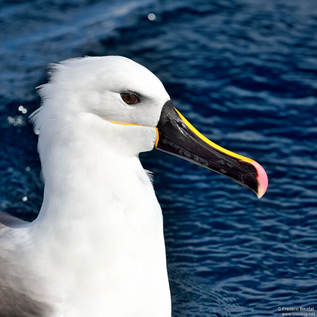 Albatros de l'océan indienadulte, portrait, nage