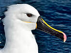 Albatros de l'océan indien