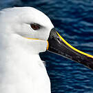 Albatros de l'océan indien