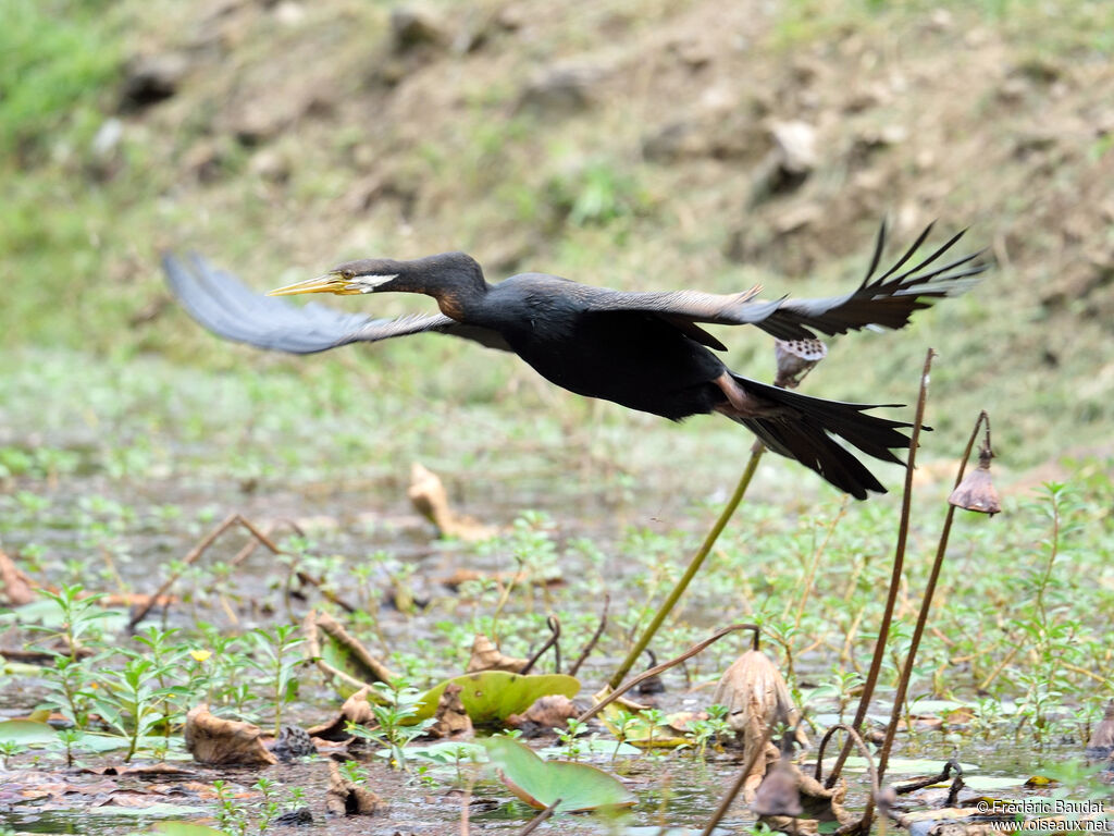 Anhinga d'Australie mâle adulte, identification, Vol