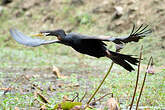 Anhinga d'Australie