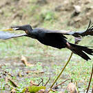 Anhinga d'Australie