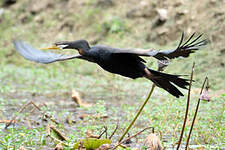 Anhinga d'Australie