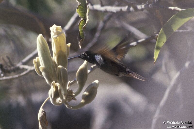 Berylline Hummingbirdadult