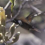 Berylline Hummingbird