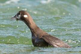 Arlequin plongeur