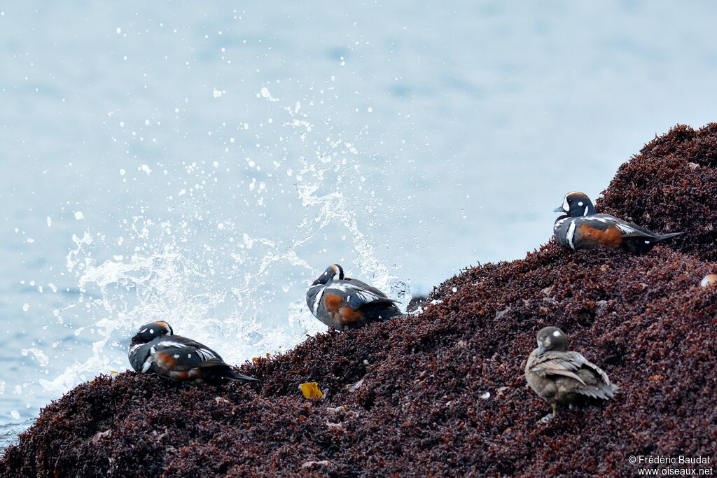 Harlequin Duckadult breeding