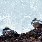 Harlequin Duck