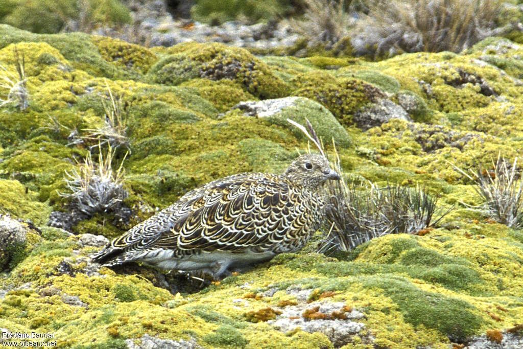 Attagis de Magellanadulte, identification, camouflage