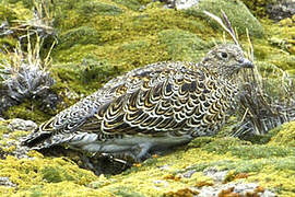 White-bellied Seedsnipe