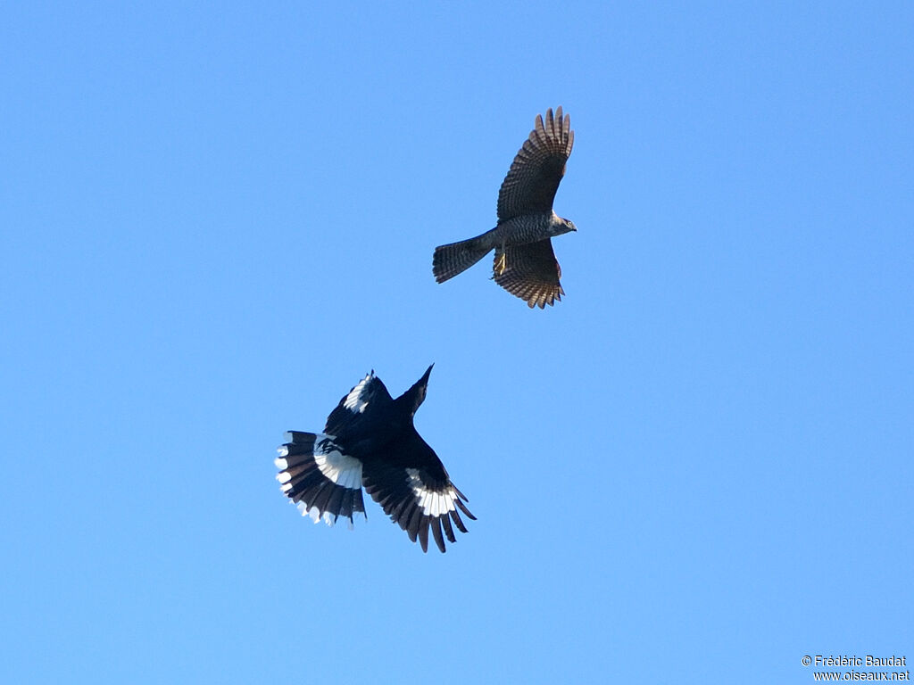 Brown Goshawk