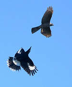 Brown Goshawk