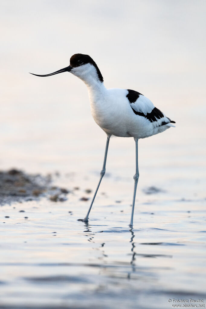 Avocette élégante
