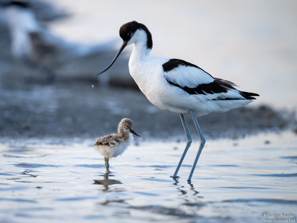 Avocette élégante