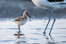 Avocette élégante