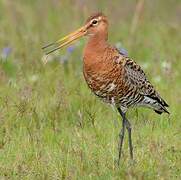 Black-tailed Godwit